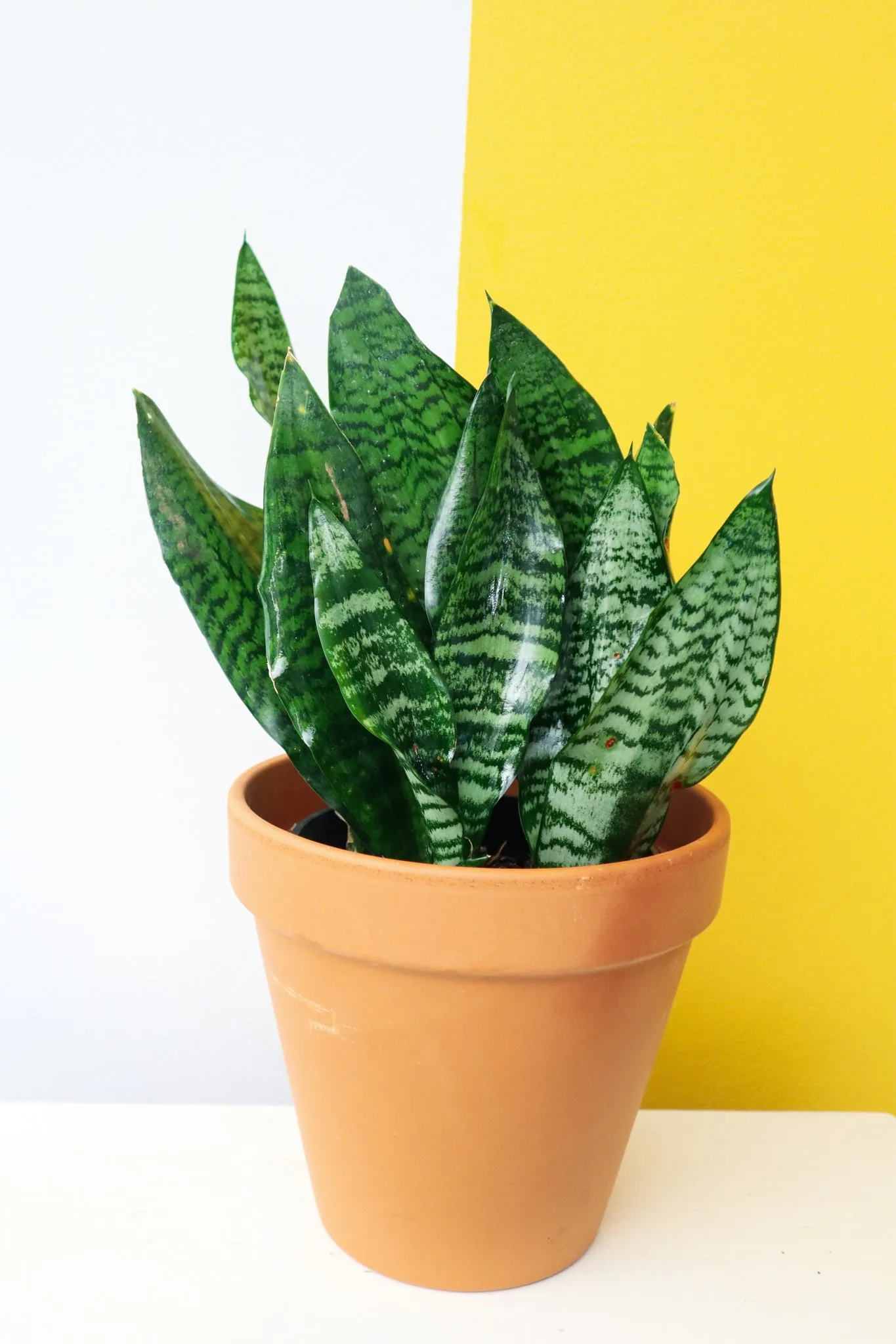 Snake Plant