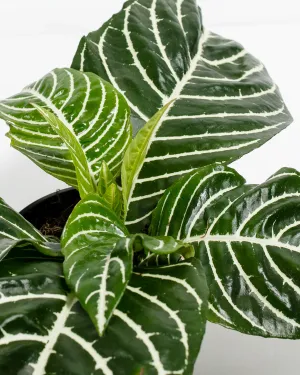 Zebra Plant (Aphelandra)